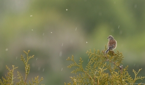 Linnuke... ja palju toitu