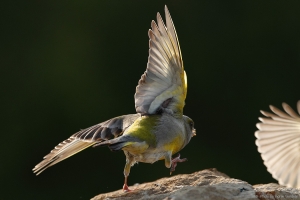 Fight club. Paha poiss teeb kõššš!