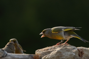 Fight club. Reeglite ettelugemine