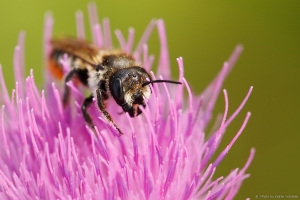 Makroga põllul. kaks + kolm silma