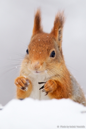 Noh, ja kuhu selle talve lumi jääb?
