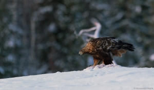 Üks selle talve ebaõnnestumistest... Kaljukotkas