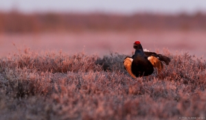 Teder hommiku mahlas