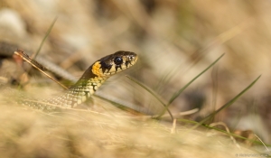 Nastik. Voigtlander 125mm f/2.5 Apo-Lanthar Macro SL II