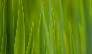 Rohelisekonserv järgmiseks talveks