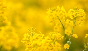 Kollasekonserv järgmiseks talveks