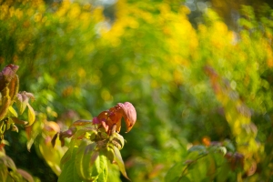 Jalutades Biotariga vol.1