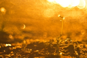 Kärbes imedemaal näitab perset