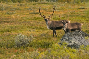 Kaks sarvedega vaatavad ühte idikat toruga.